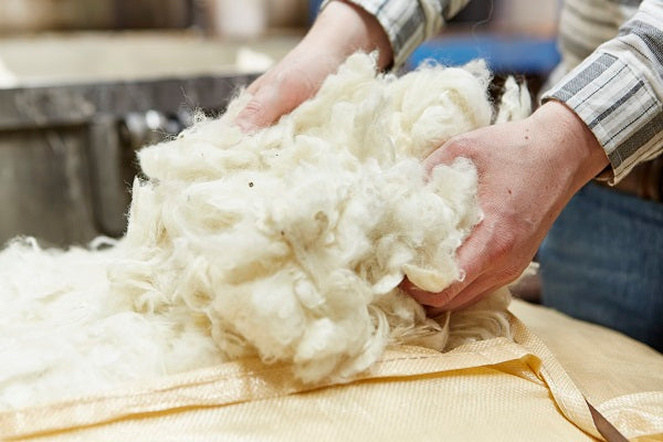 Raw Merino wool