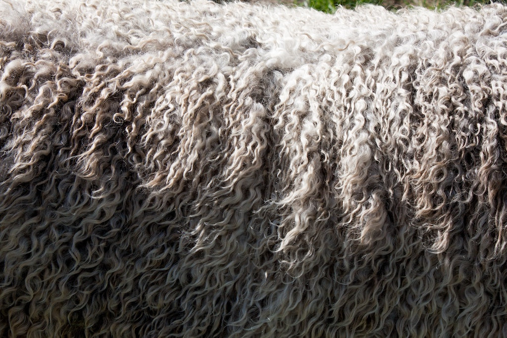 Is Merino Wool itchy? The 20-micron difference explained