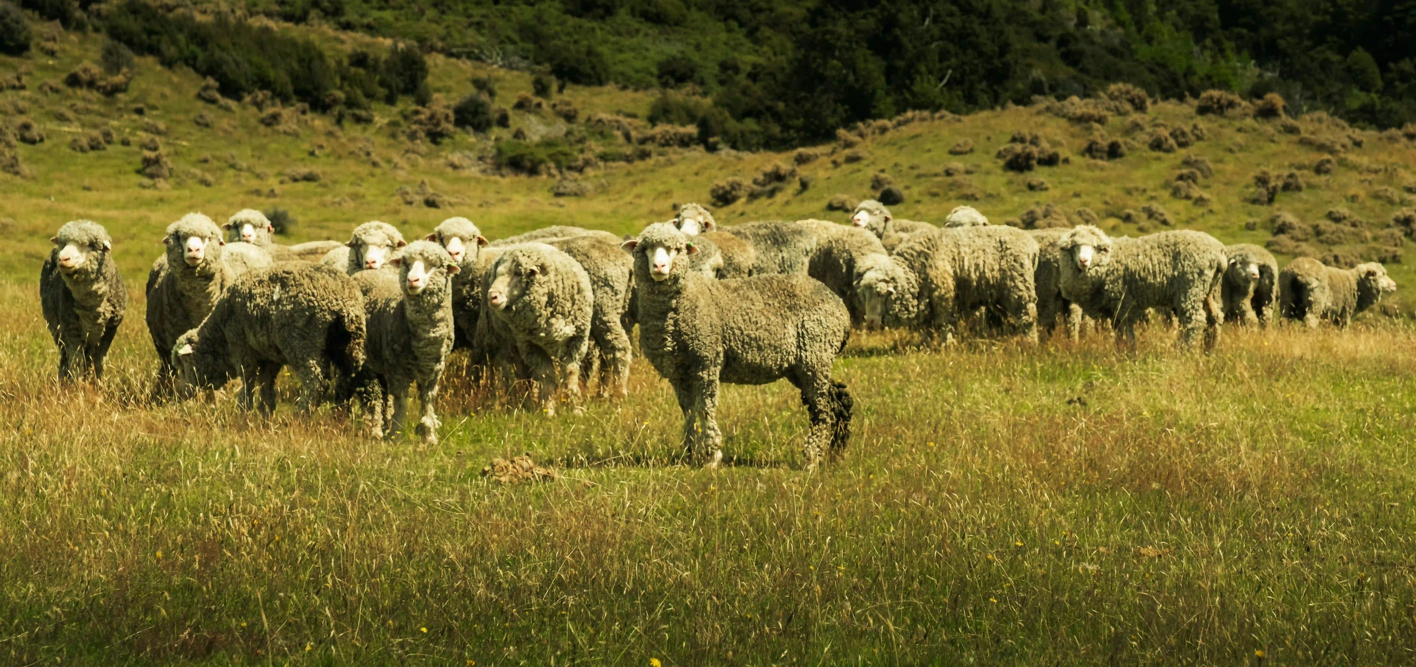 Where PureFleece® actually comes from