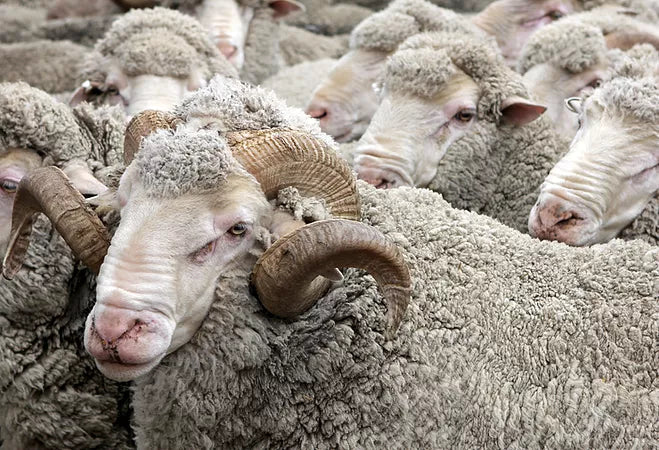 Mulesing-free Merino: what it means and why we insist on it