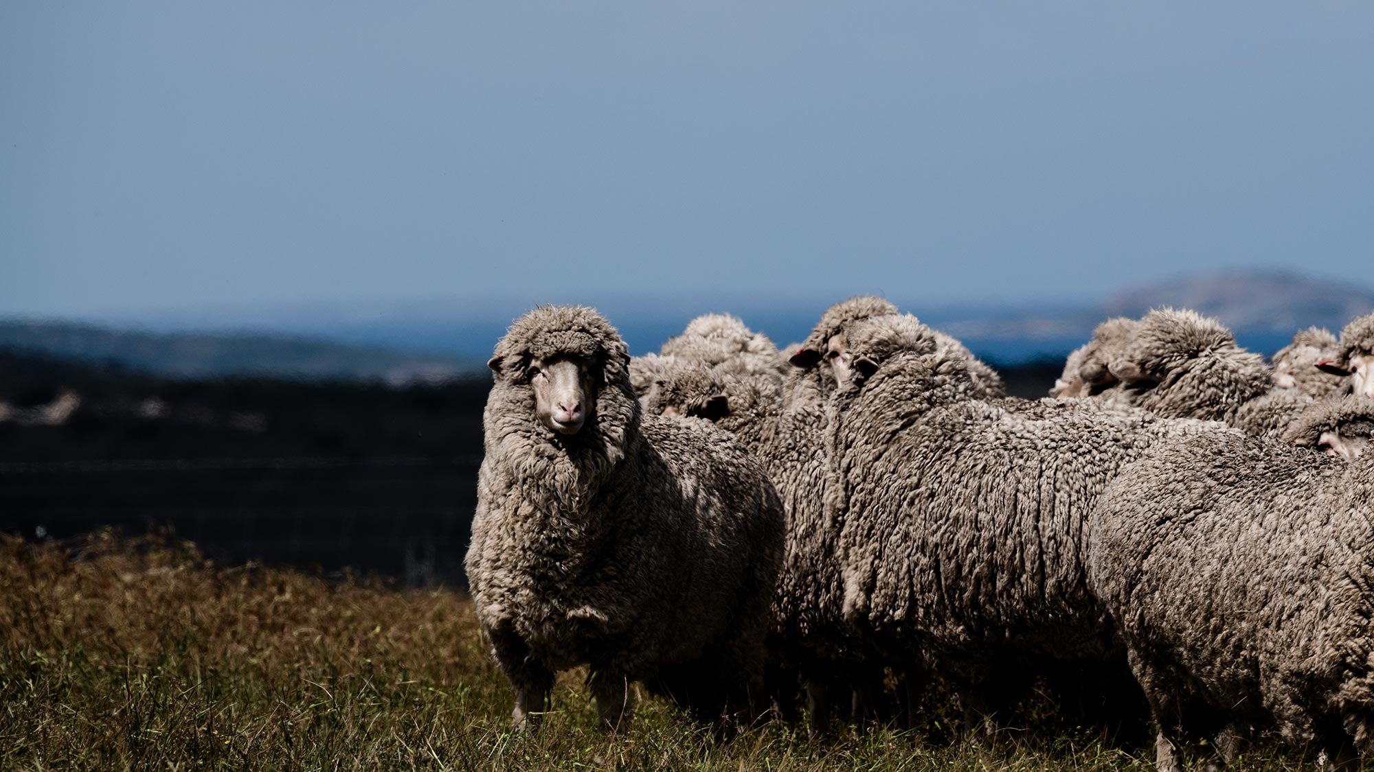 What is Merino Wool? A comprehensive guide to this natural wonder.